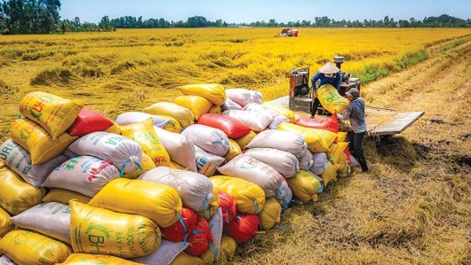 Từ chất lượng đến bền vững: Gạo Việt chuyển mình