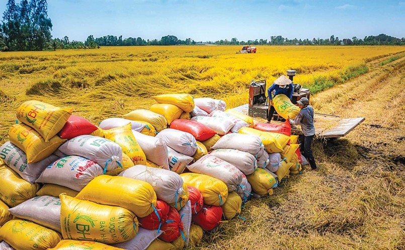 Từ chất lượng đến bền vững: Gạo Việt chuyển mình