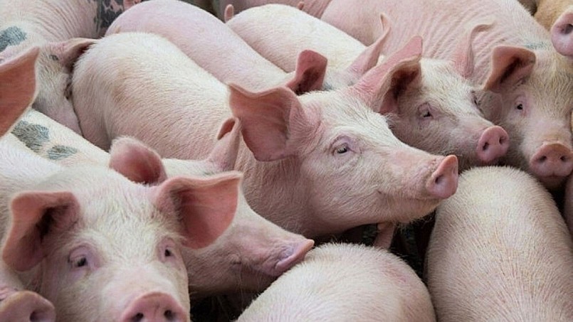Giá heo hơi biến động trái chiều tại ba miền