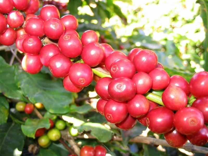 Cà phê robusta giảm mạnh, arabica phục hồi nhẹ trong phiên đầu tuần