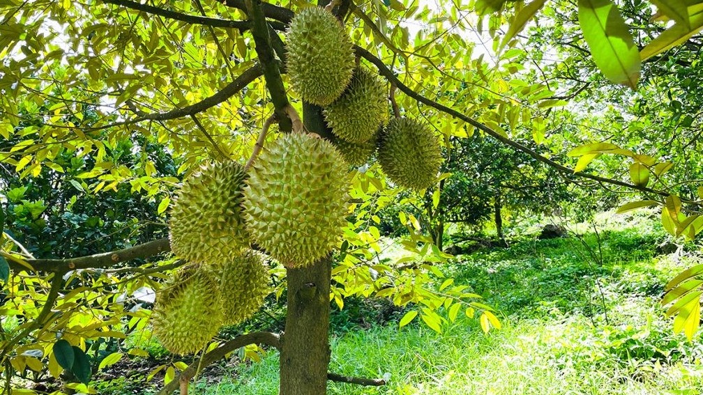 Kiểm tra cadimi trong phân bón là mấu chốt bảo vệ thương hiệu sầu riêng Việt