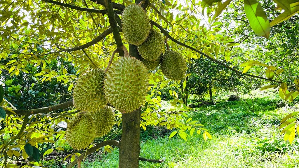 Kiểm tra cadimi trong phân bón là mấu chốt bảo vệ thương hiệu sầu riêng Việt