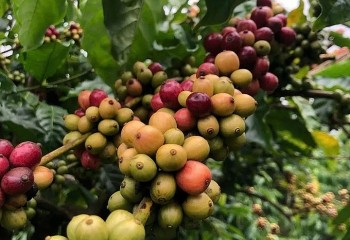 Giá cà phê phục hồi trên sàn quốc tế, giảm mạnh trong nước