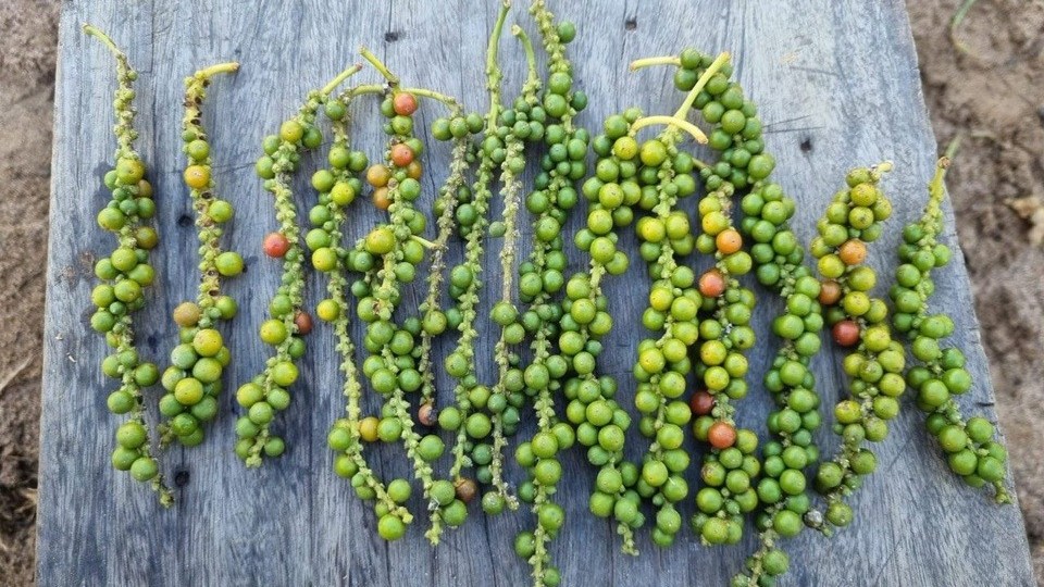 Giá tiêu giảm, xuất khẩu sụt mạnh trong khi nhập khẩu lập kỷ lục mới