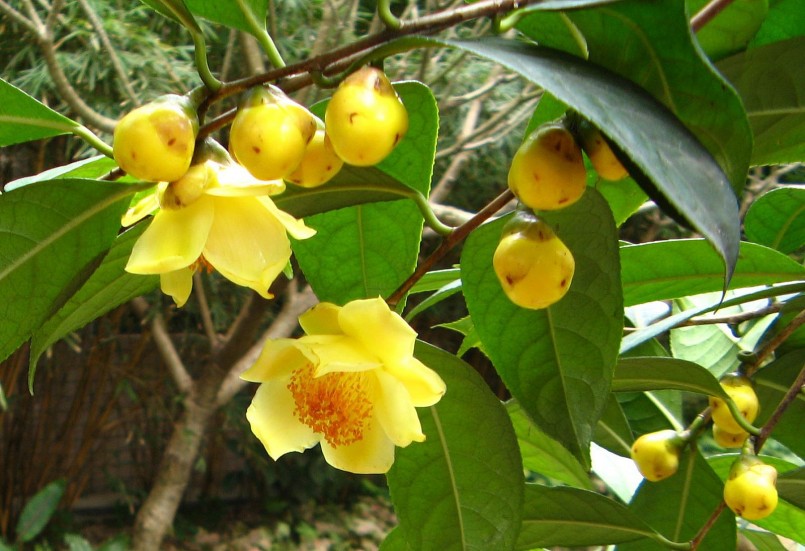 Nông nghiệp tuần hoàn mở lối đi xanh cho đất Cố đô