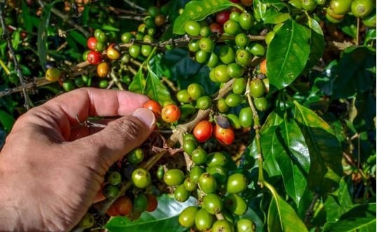 Giá cà phê giảm mạnh trên cả hai sàn, robusta mất 153 USD/tấn