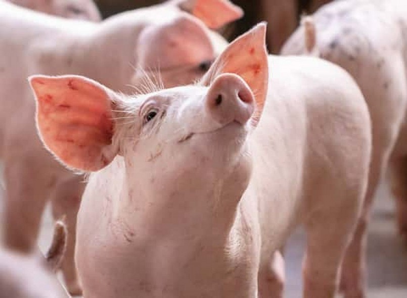 Giá heo hơi điều chỉnh trái chiều trong tuần qua