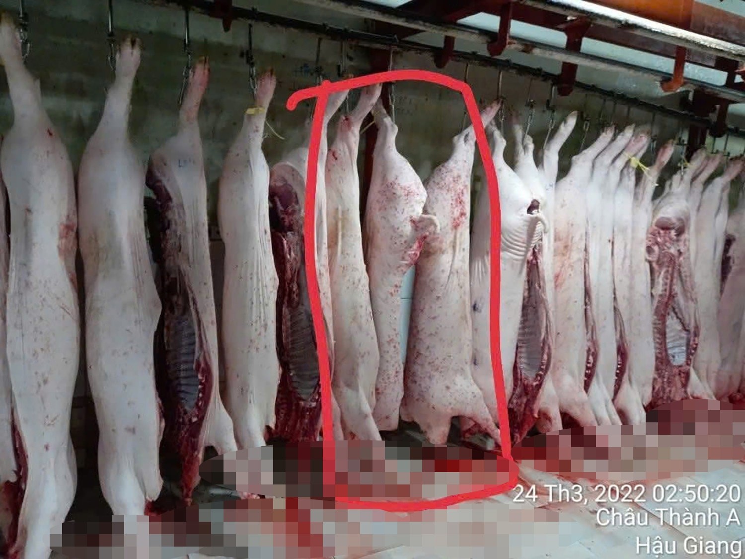Bộ Công an vào cuộc xác minh nghi vấn Công ty C.P. Việt Nam bán thịt heo bệnh