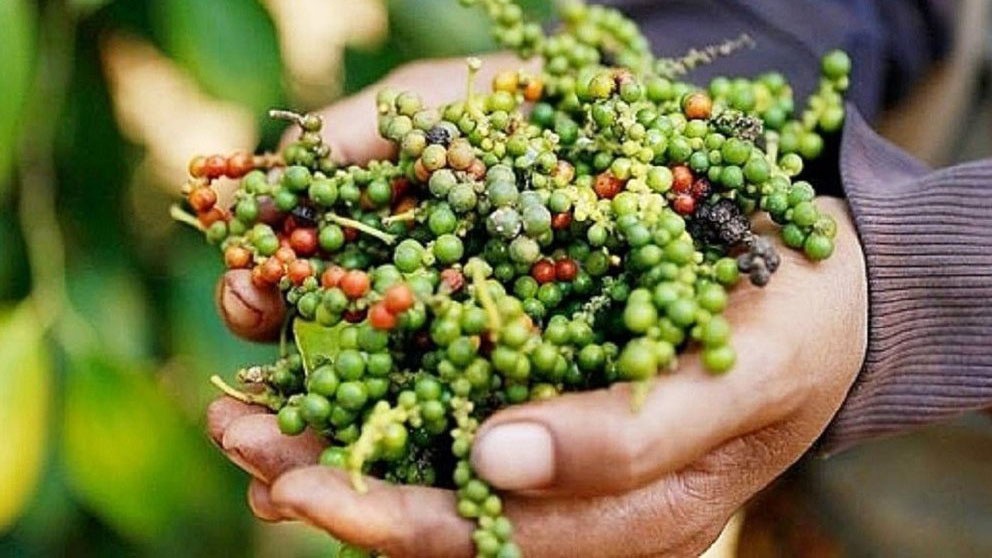Giá tiêu ổn định đầu tuần, xuất khẩu tăng trưởng nhưng thị trường phân hóa