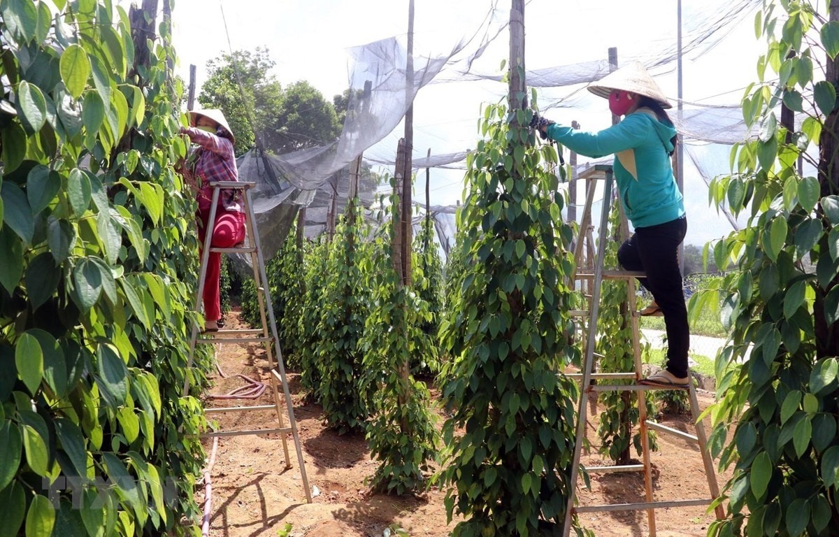 Giá tiêu trong nước giảm nhẹ, thế giới bật tăng