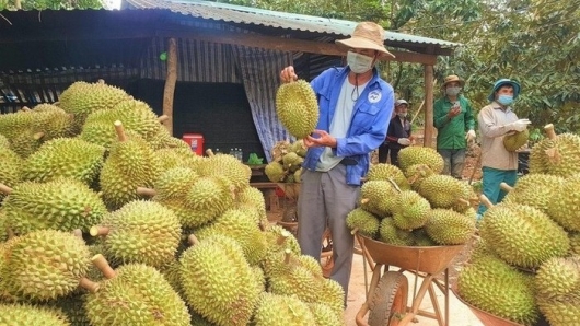 Sầu riêng Việt: Từ “trái cây tỷ đô” đến bài học về phát triển bền vững