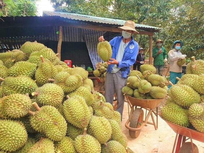 Sầu riêng Việt: Từ “trái cây tỷ đô” đến bài học về phát triển bền vững