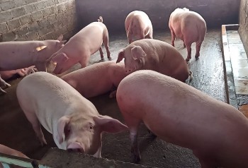 Giá heo hơi đồng loạt đi ngang