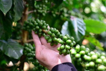Giá cà phê tiếp tục giảm, xuất khẩu Việt Nam tăng mạnh về kim ngạch