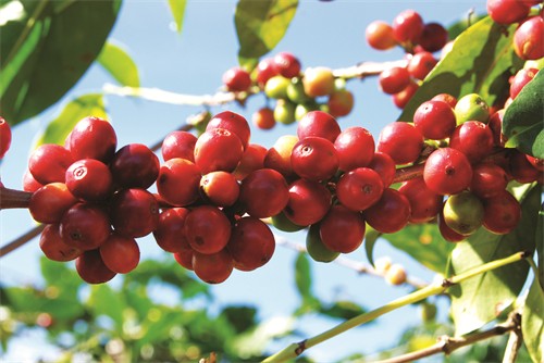 Việt Nam vững bước với cà phê xanh