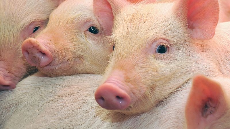 Giá heo hơi hôm nay tiếp tục đi ngang tại miền Bắc và miền Trung, giảm nhẹ tại miền Nam.