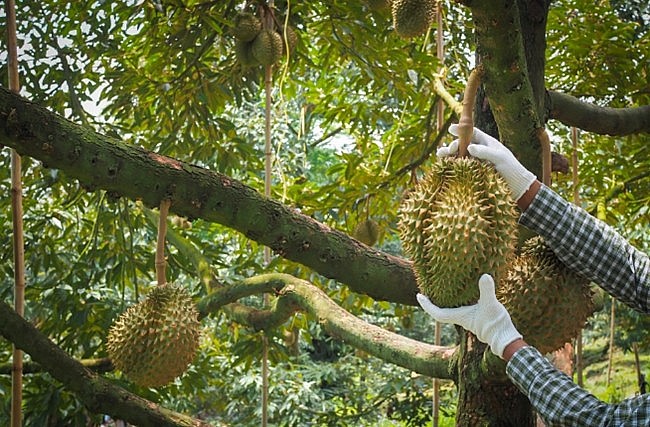 Mở rộng đường xuất khẩu cho nông sản Việt