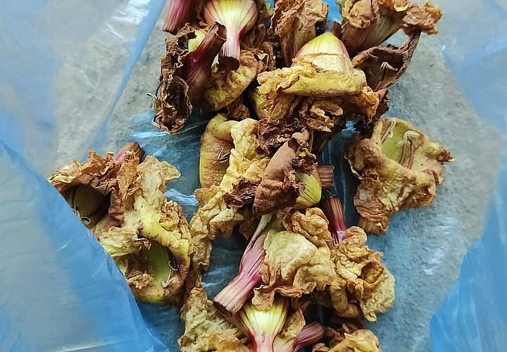 Hoa kè là cụm hoa của cây kèn