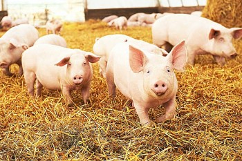 Tái định hình ngành chăn nuôi – thú y: Kết nối tri thức, dẫn dắt đổi mới