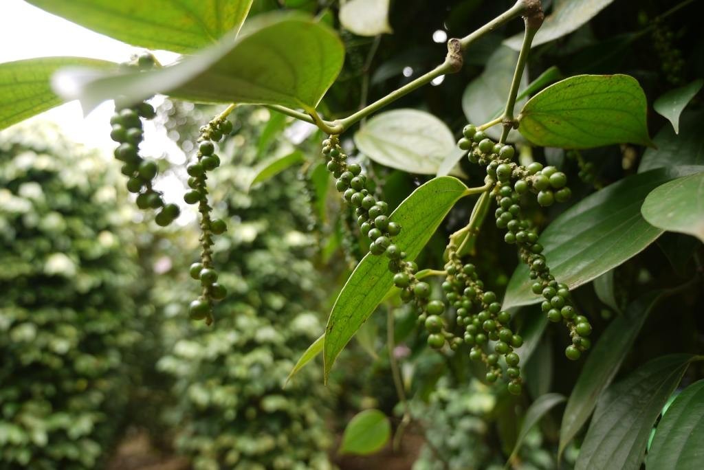 Giá tiêu trong nước giảm mạnh, chạm mốc 133.000 đồng/kg