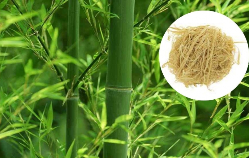 Trúc nhự là vị thuốc được chế từ lớp màng mỏng nằm ngay dưới vỏ xanh của cây tre hoặc cây vầu