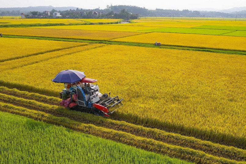 Gạo Việt tìm chỗ đứng bền vững toàn cầu