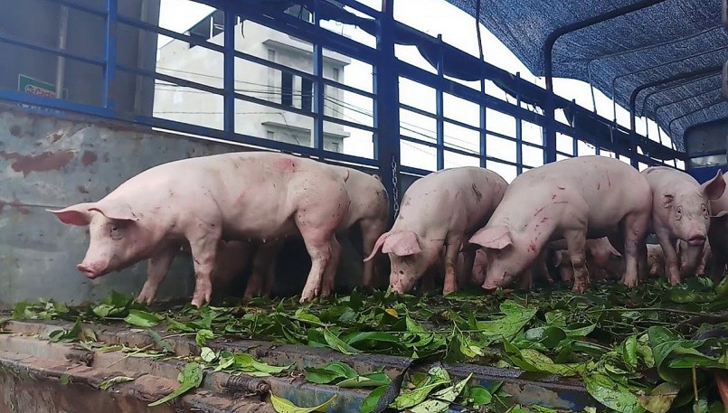 Sau chuỗi biến động, thị trường heo hơi đang chờ gì để bật tăng?