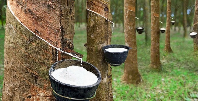 Cao su Việt Nam trước ngưỡng cửa chuyển mình