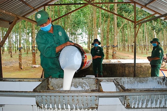 Cao su Việt Nam trước ngưỡng cửa chuyển mình