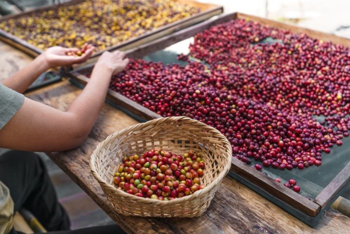 Giá cà phê thế giới giảm sâu, trong nước chạm đáy hơn một năm
