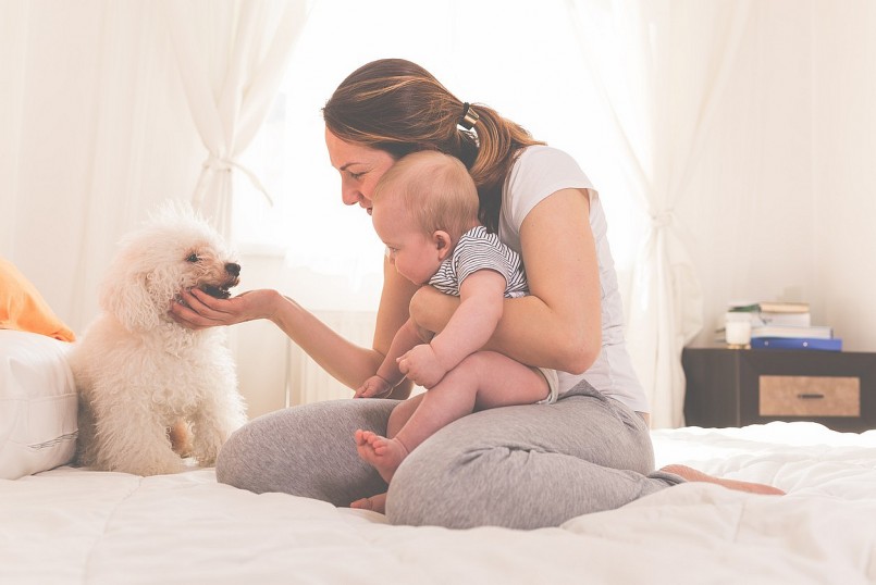 Thú cưng có thể mang theo lông rụng, vi khuẩn, ký sinh trùng và các chất bài tiết lên giường ngủ. 