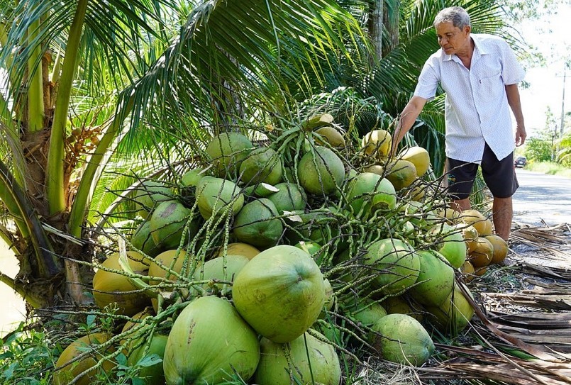 Giống dừa bản địa với hương vị đặc trưng được nghiên cứu và phát triển nhằm mở rộng chủng loại sản phẩm phục vụ thị trường xuất khẩu.