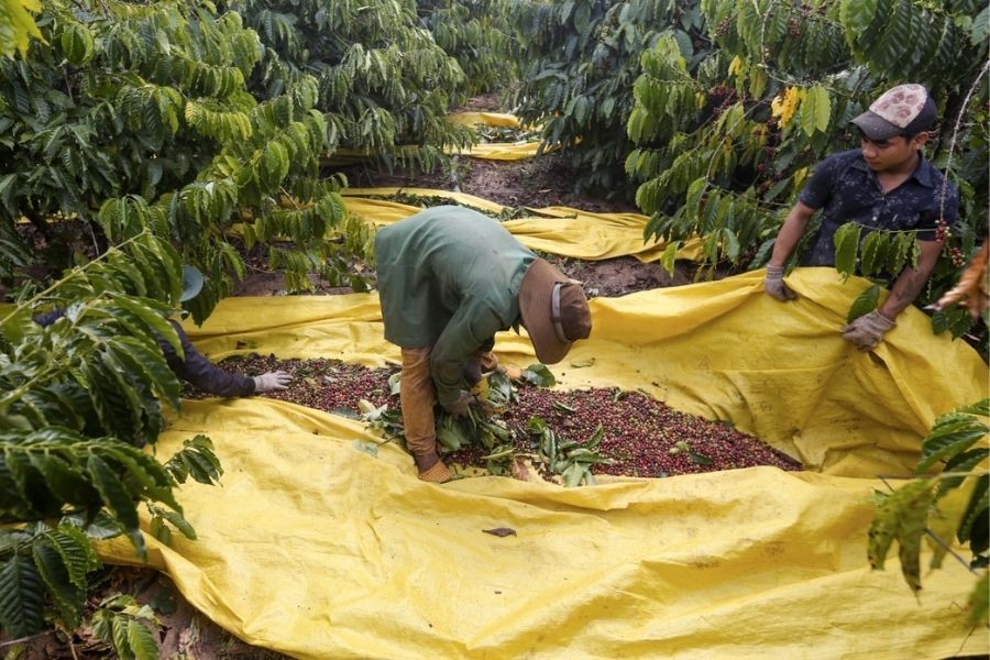 Giá cà phê phục hồi mạnh do lo ngại thời tiết Brazil và căng thẳng Trung Đông hạ nhiệt