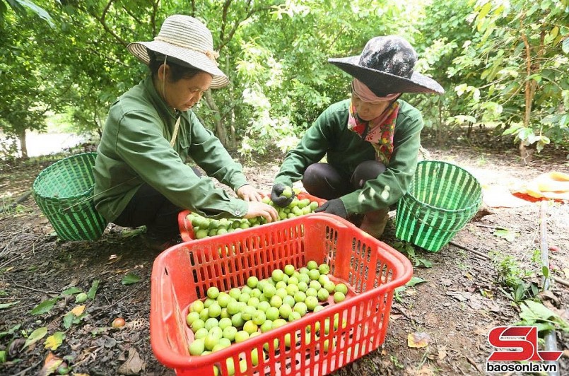 Thành phố vào mùa thu hoạch mận tam hoa