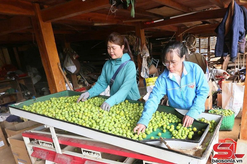 Thành phố vào mùa thu hoạch mận tam hoa