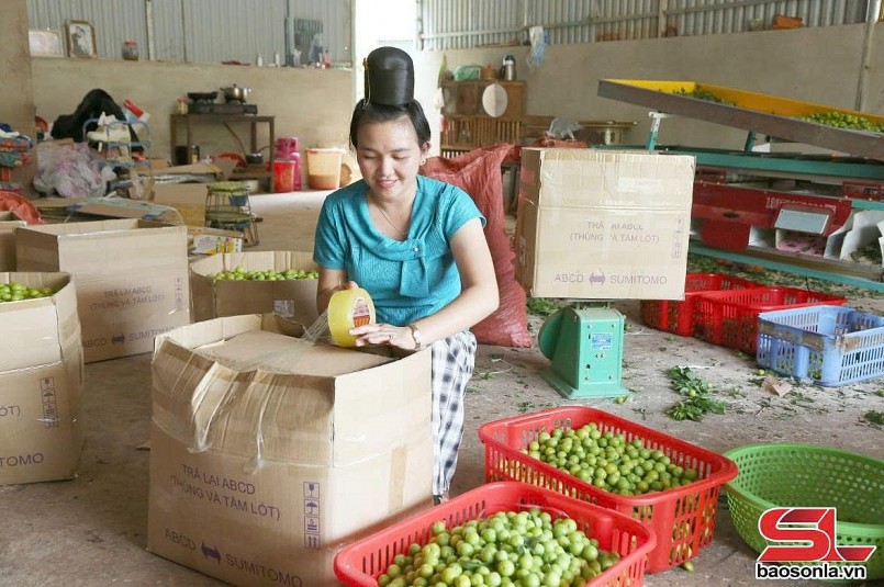 Thành phố vào mùa thu hoạch mận tam hoa