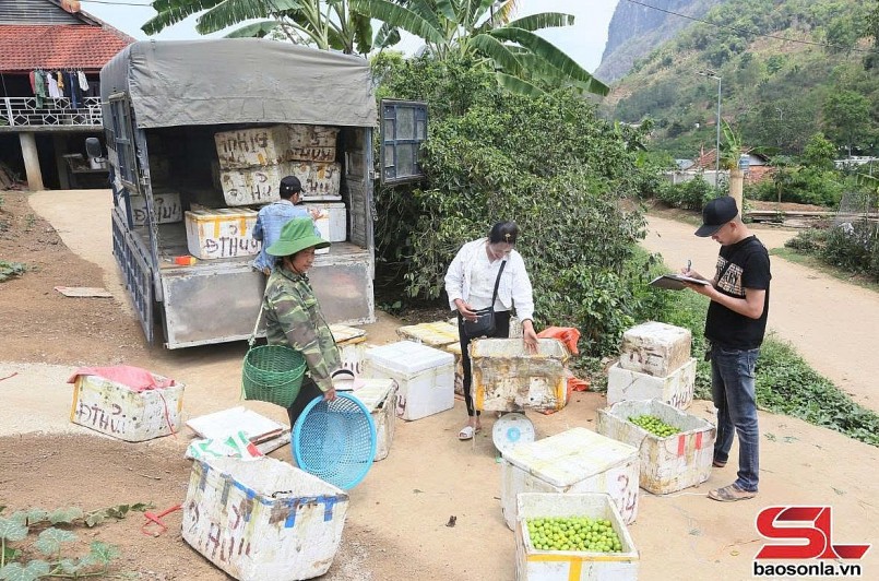 Thành phố vào mùa thu hoạch mận tam hoa