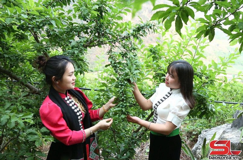 Thành phố vào mùa thu hoạch mận tam hoa