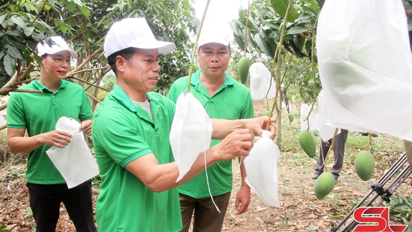 Mường La đưa cây ăn quả lên vùng đất dốc