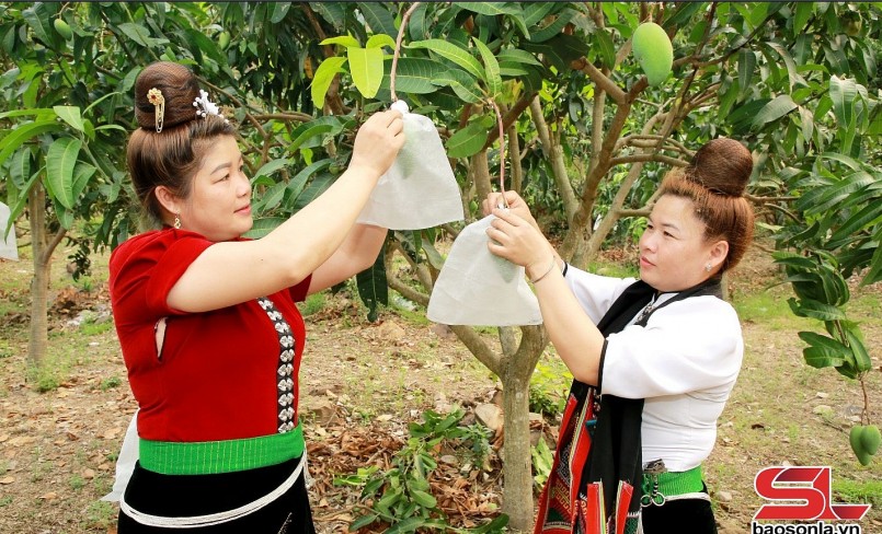 Nông dân xã Mường Bú bao quả cho xoài.