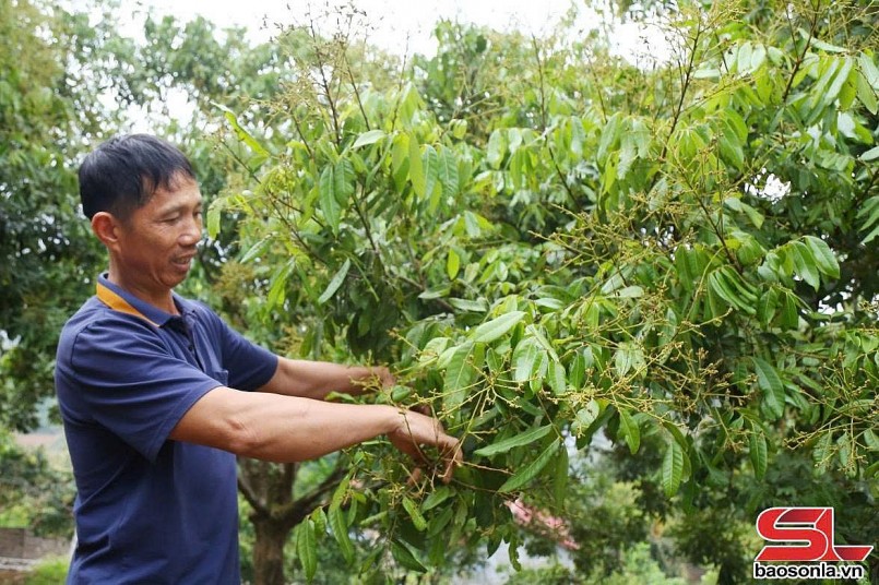 Vân Hồ tập trung chăm sóc cây ăn quả