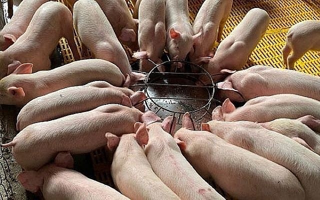 Giá heo hơi tiếp tục ổn định trên toàn quốc