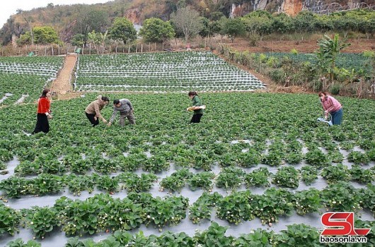Mộc Châu: Bứt phá với nông nghiệp công nghệ cao