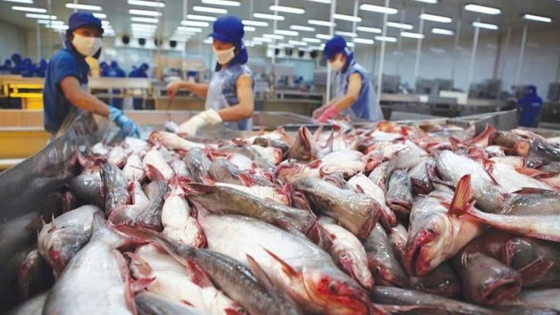 8 doanh nghiệp cá tra – basa Việt Nam được áp thuế 0% khi xuất khẩu sang Hoa Kỳ