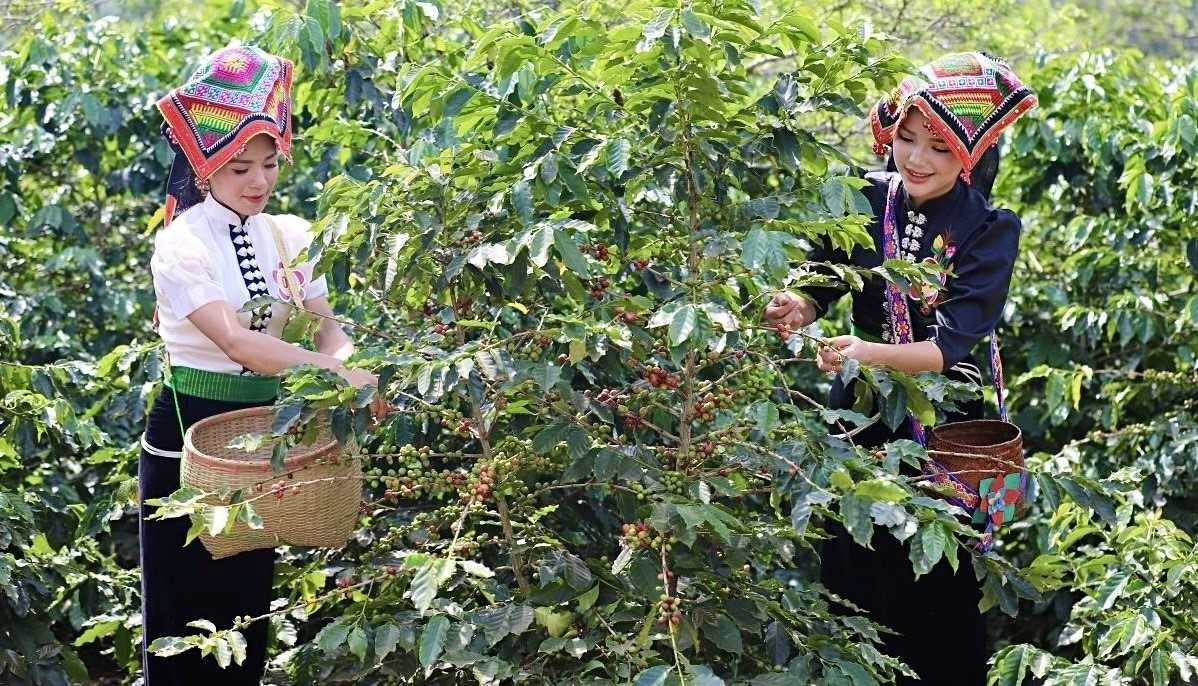 Giá cà phê rớt sâu chưa từng thấy trong hơn một năm qua