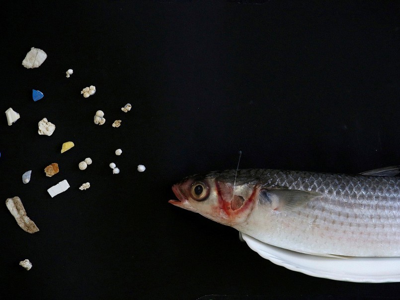 Mới đây, tạp chí npj Science of Food công bố nghiên cứu tổng hợp dữ liệu từ 103 công trình trước đó, do các nhà khoa học Thụy Sĩ và Na Uy thực hiện, cho thấy nhiều vật dụng bếp núc quen thuộc đang là nguồn phát tán vi nhựa tiềm tàng.
