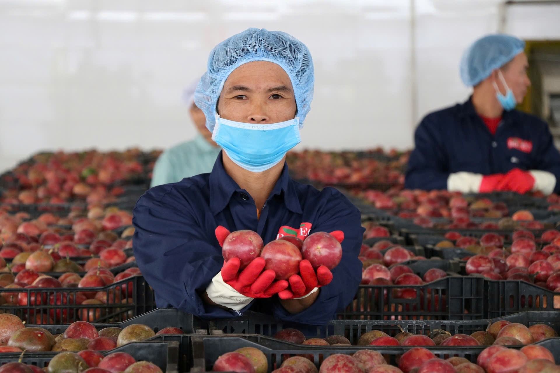 Hậu kiểm – “tấm vé giữ uy tín” cho nông sản Việt trên thị trường quốc tế