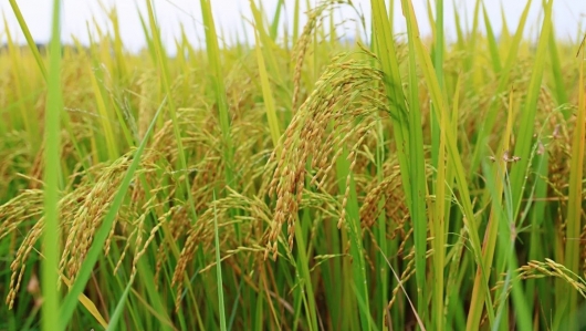 Chuyển đổi tư duy canh tác trong trồng trọt