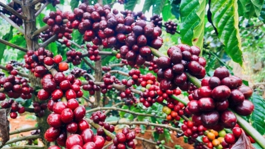 Truy xuất nguồn gốc – “Tấm vé thông hành” vào EU