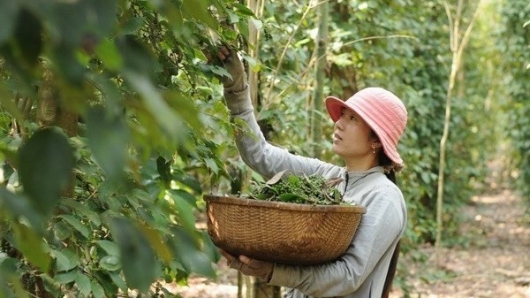 Thương hiệu hồ tiêu Việt trước cơ hội dẫn dắt chuỗi cung ứng toàn cầu